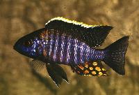 Aulonocara sp. "chitande type masinje", Gome