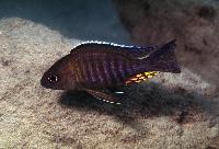 Aulonocara sp. "chitande type mozambique", Lumbaulo