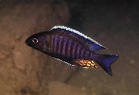 Aulonocara sp. "chitande type nkhomo", Nkhomo Reef