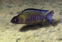Aulonocara sp. "chitande type north", Nkhata Bay