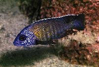Aulonocara gertrudae, Magunga