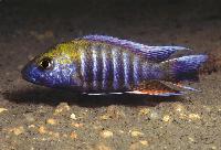 Aulonocara jacobfreibergi, Otter Point
