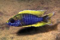 Aulonocara jacobfreibergi, Undu Reef