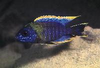 Aulonocara sp. "iwanda", Hai Reef