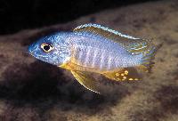 Aulonocara korneliae, Chizumulu