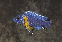 Aulonocara stuartgranti, Chiloelo