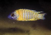 Aulonocara sp. "stuartgranti maleri", Chidunga Rocks