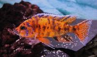 Aulonocara sp.