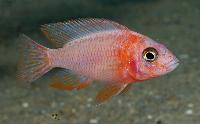 Aulonocara sp. 'strawberry red'