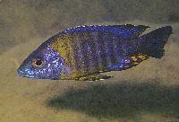 Aulonocara saulosi, Undu Reef