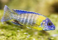 Aulonocara stuartgranti