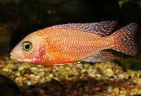 Aulonocara sp. "firefish"