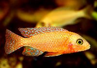 Aulonocara sp. "firefish"
