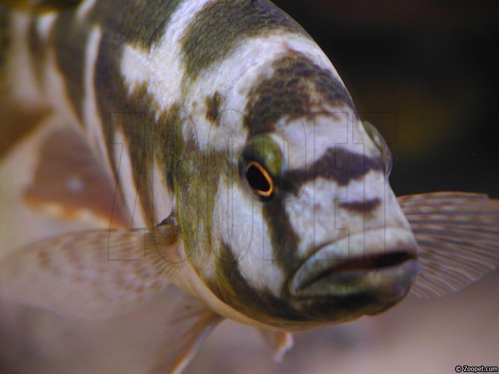 Nimbochromis livingstonii