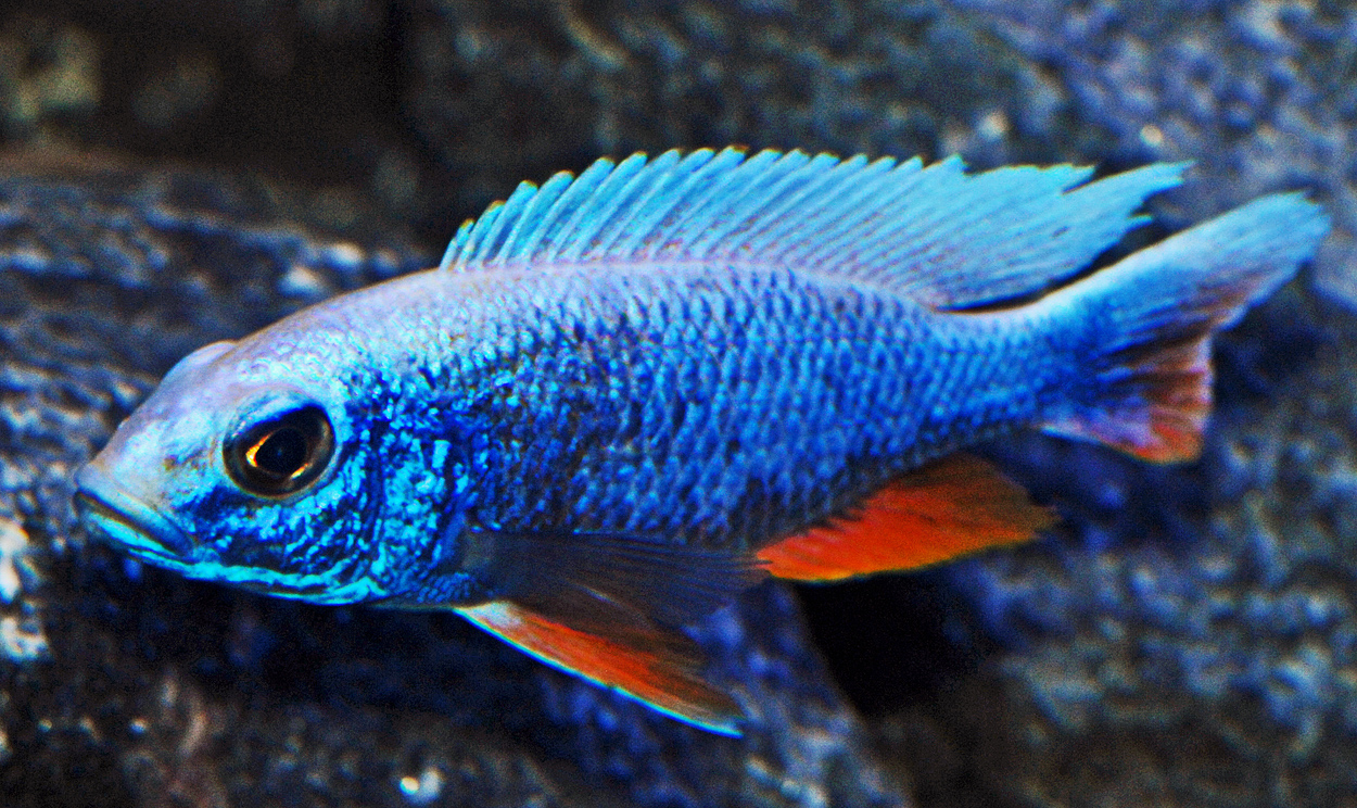 Sciaenochromis fryeri, ghost 