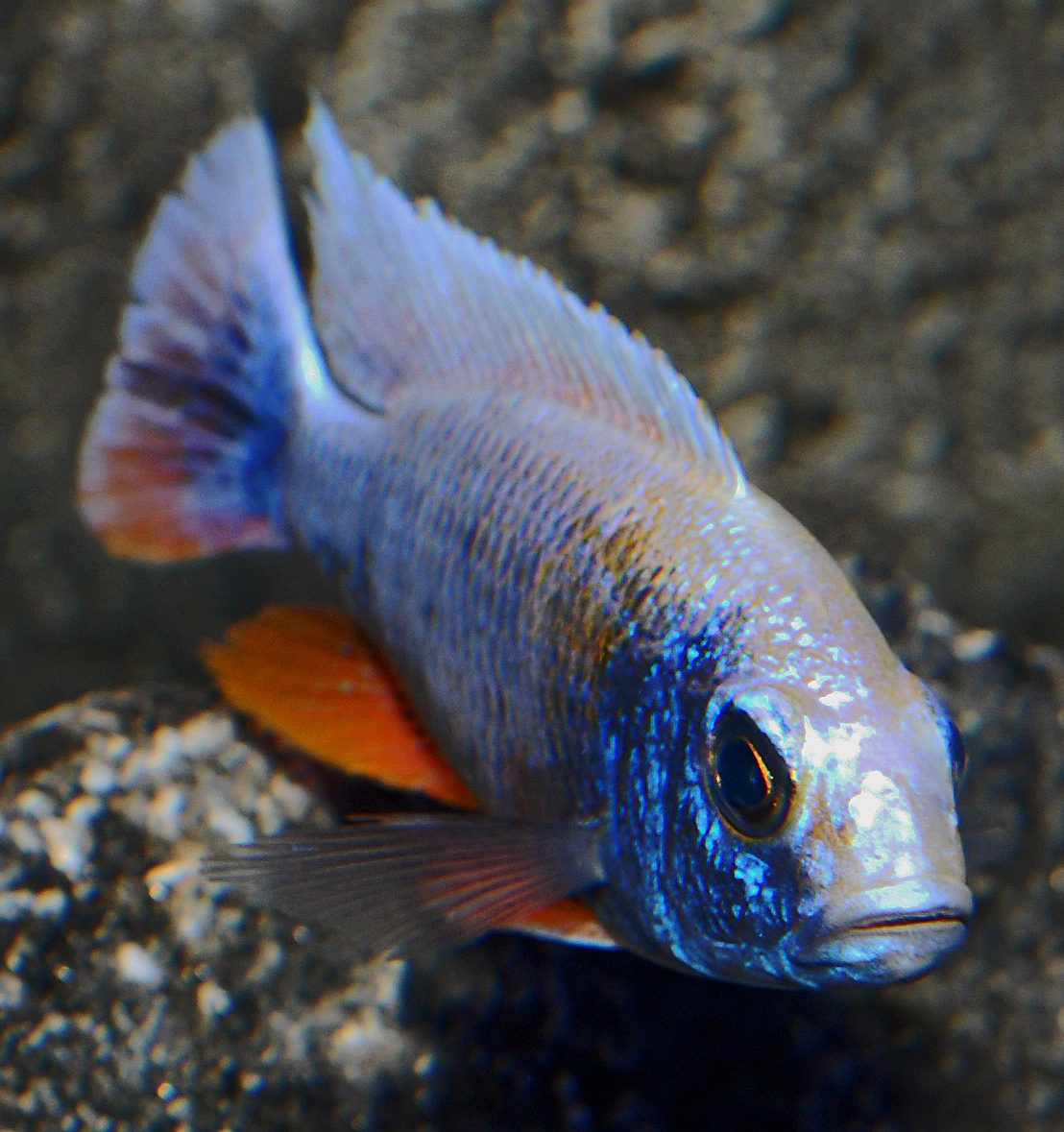 Sciaenochromis fryeri, ghost 