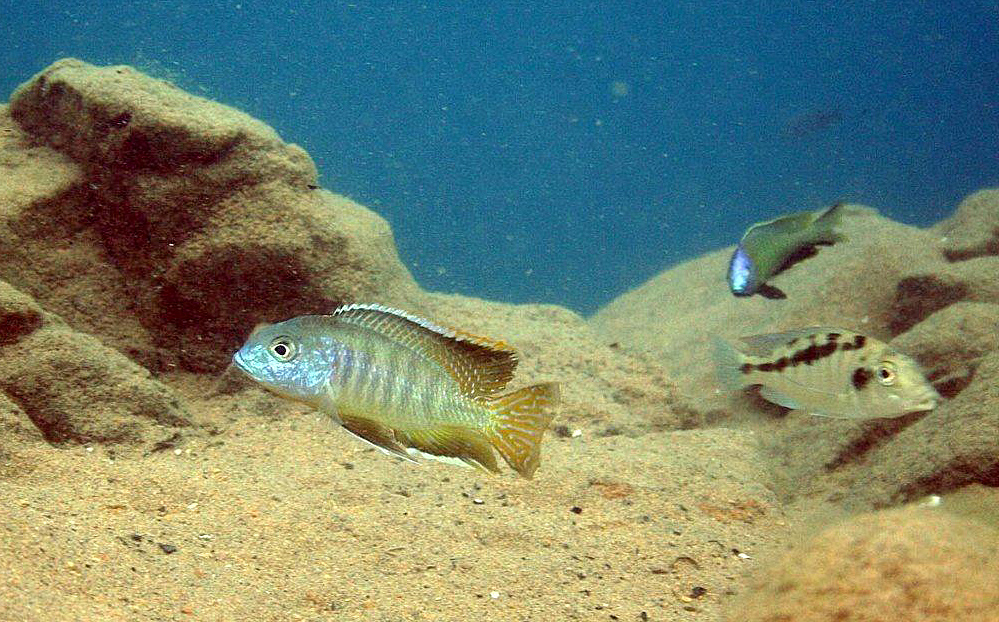Mylochromis guentheri, Chiofu