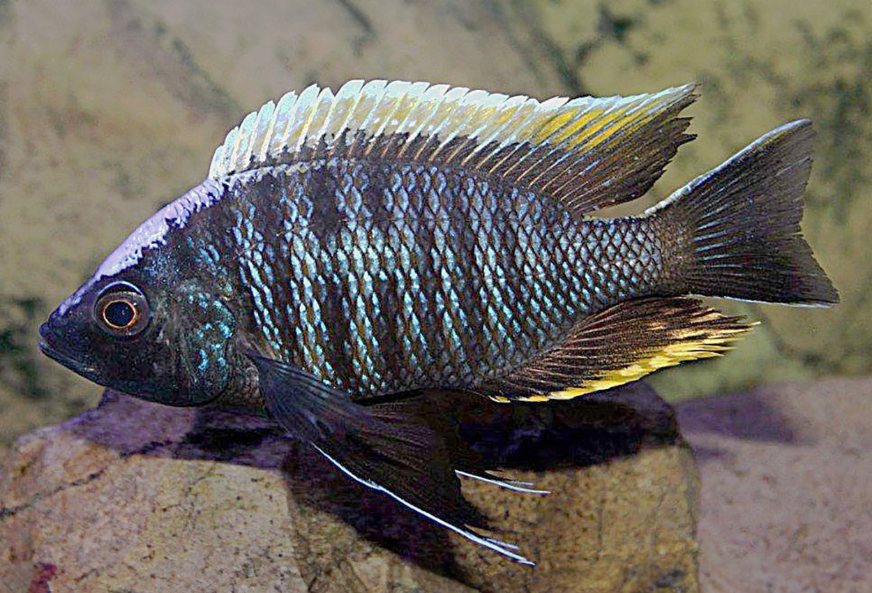 Copadichromis geertsii