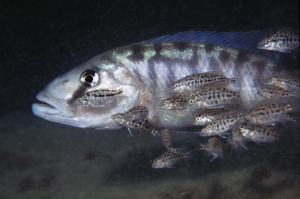 Tyrannochromis macrostoma