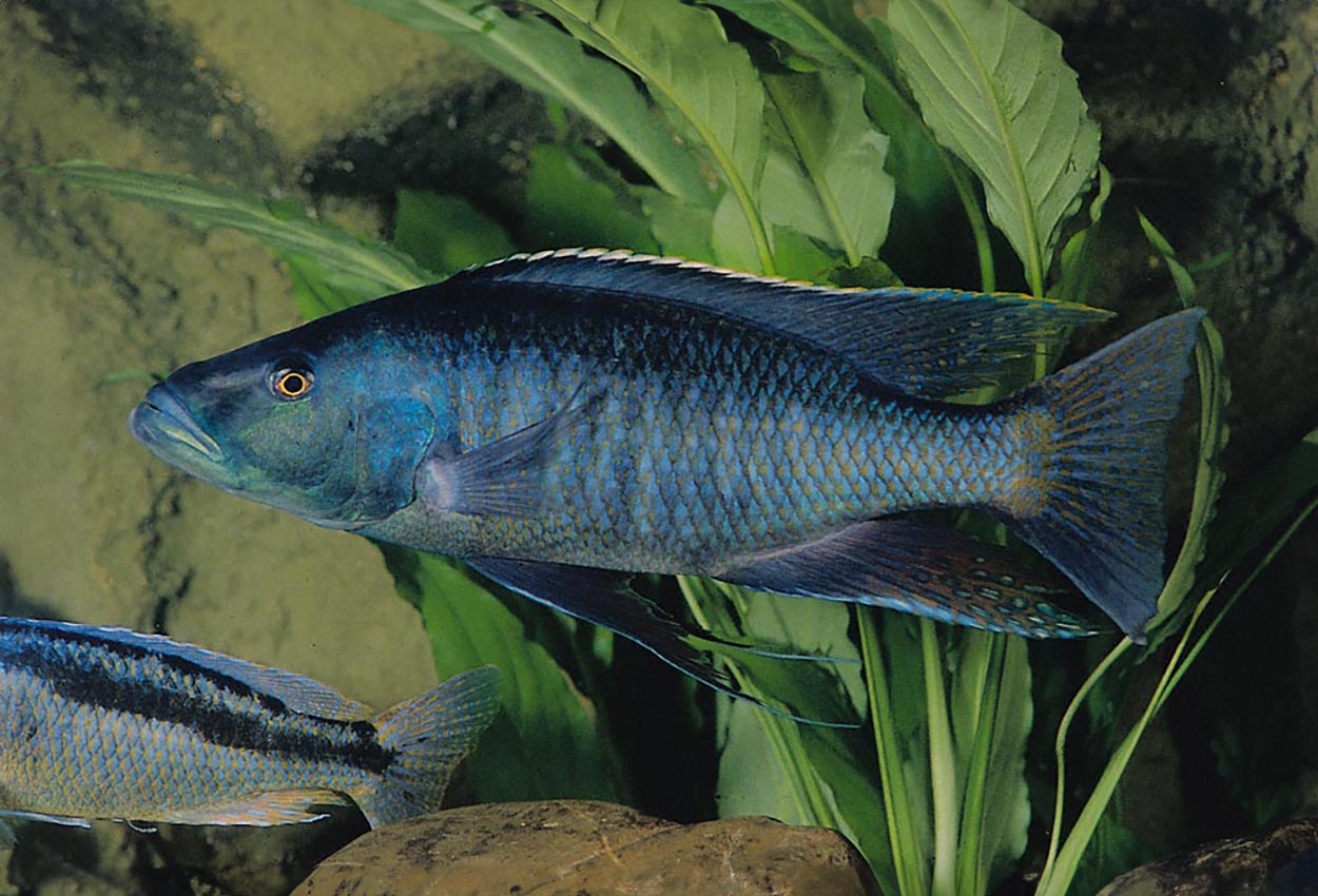 Champsochromis spilorhynchus. Chizumulu