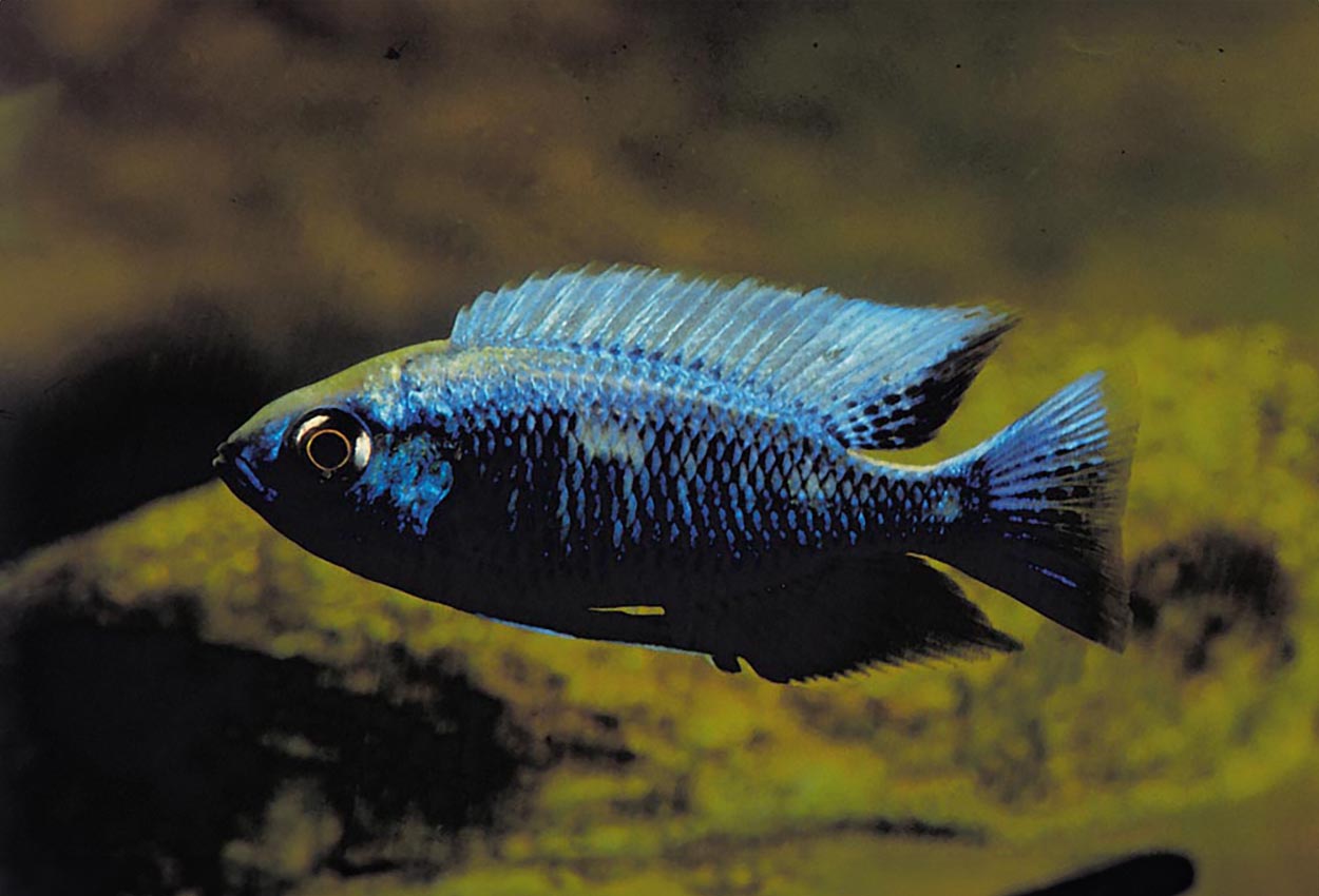 Copadichromis chrysonotus