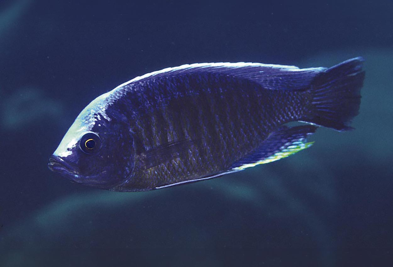 Copadichromis jacksoni, Makonde