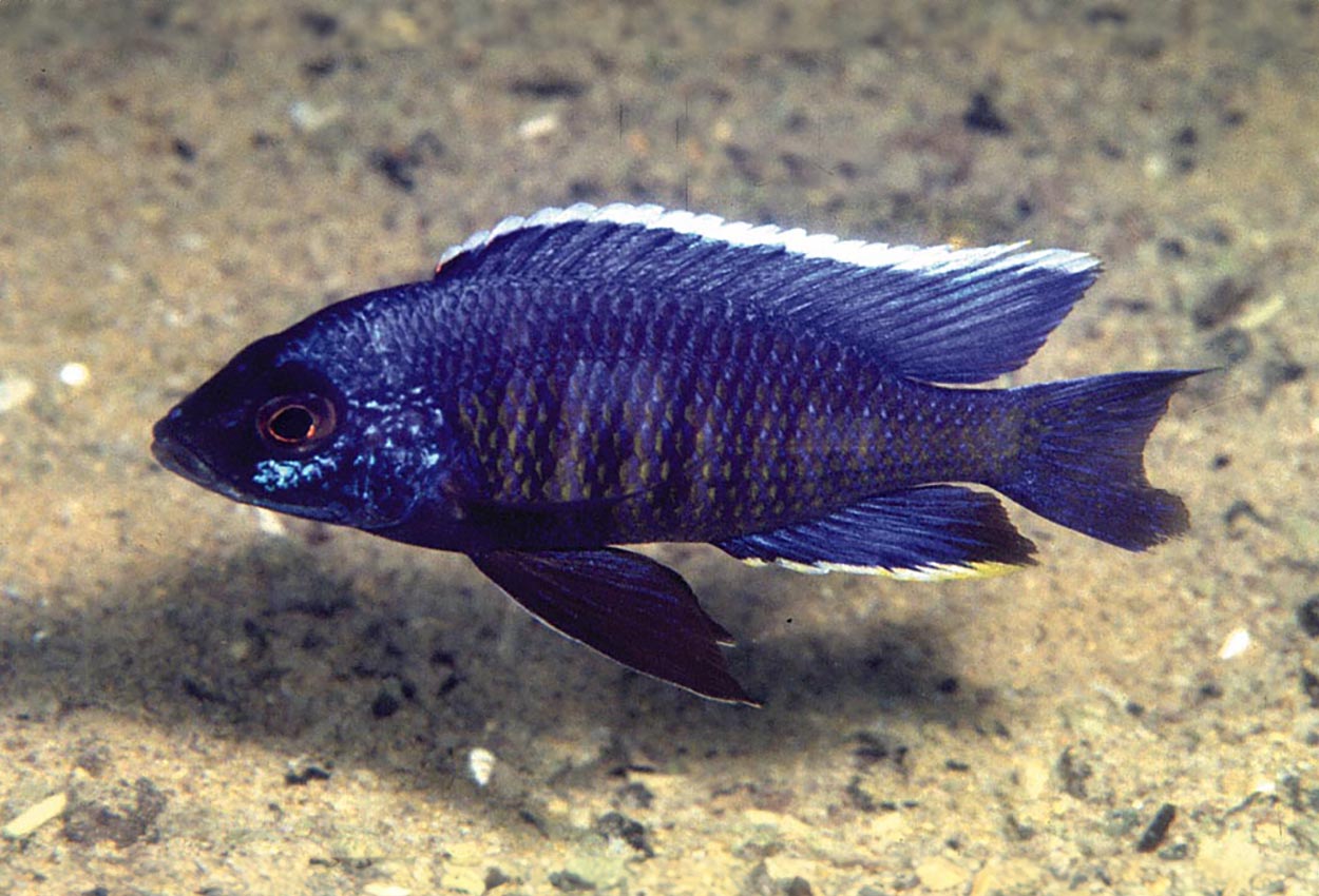 Copadichromis sp. "kawanga", Lundo