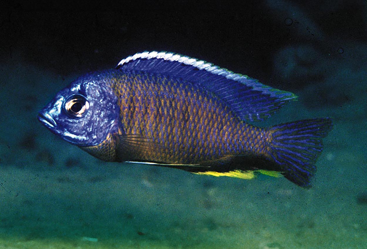 Copadichromis mbenjii, Mbenji