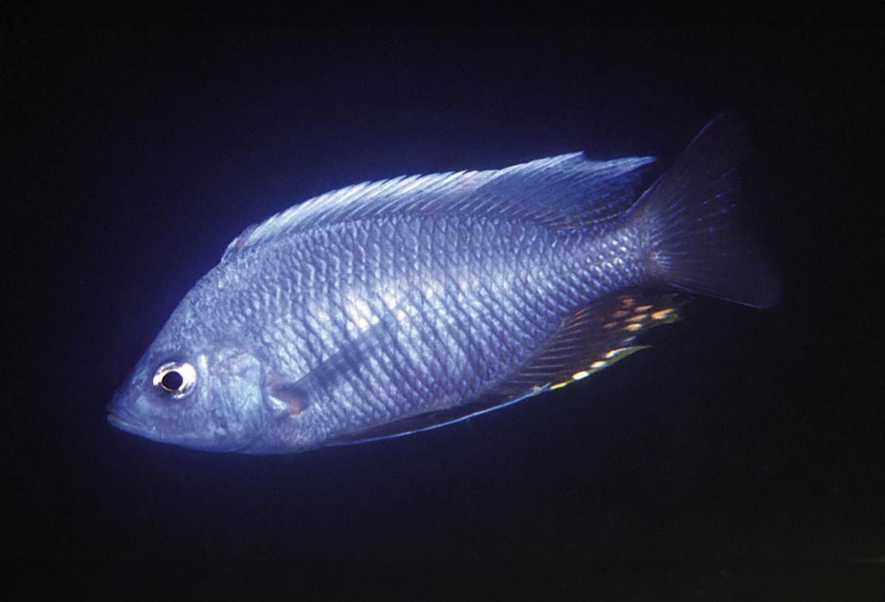 Copadichromis quadrimaculatus, Tsano Rock