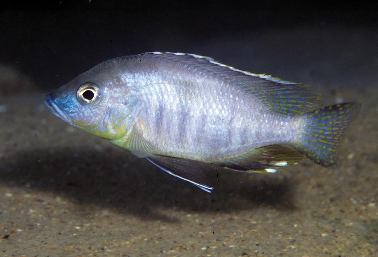 Ctenopharynx pictus, Likoma