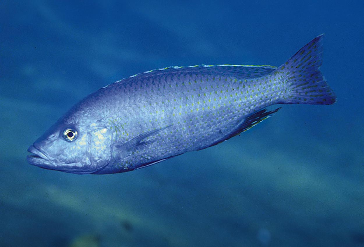 Dimidiochromis kiwinge, Magunga