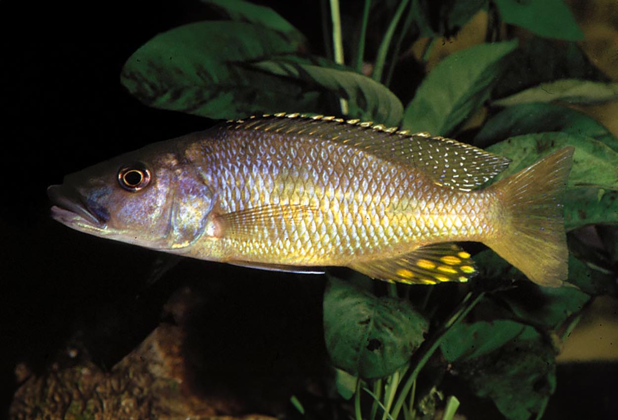 Exochochromis anagenys, Chizumulu