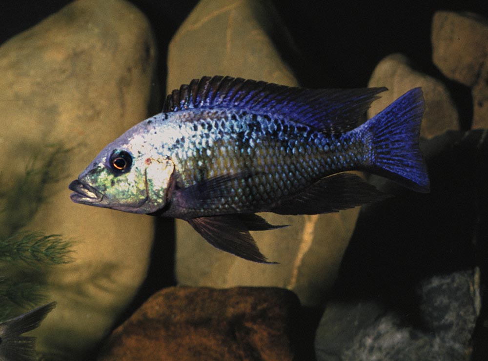 Fossorochromis rostratus