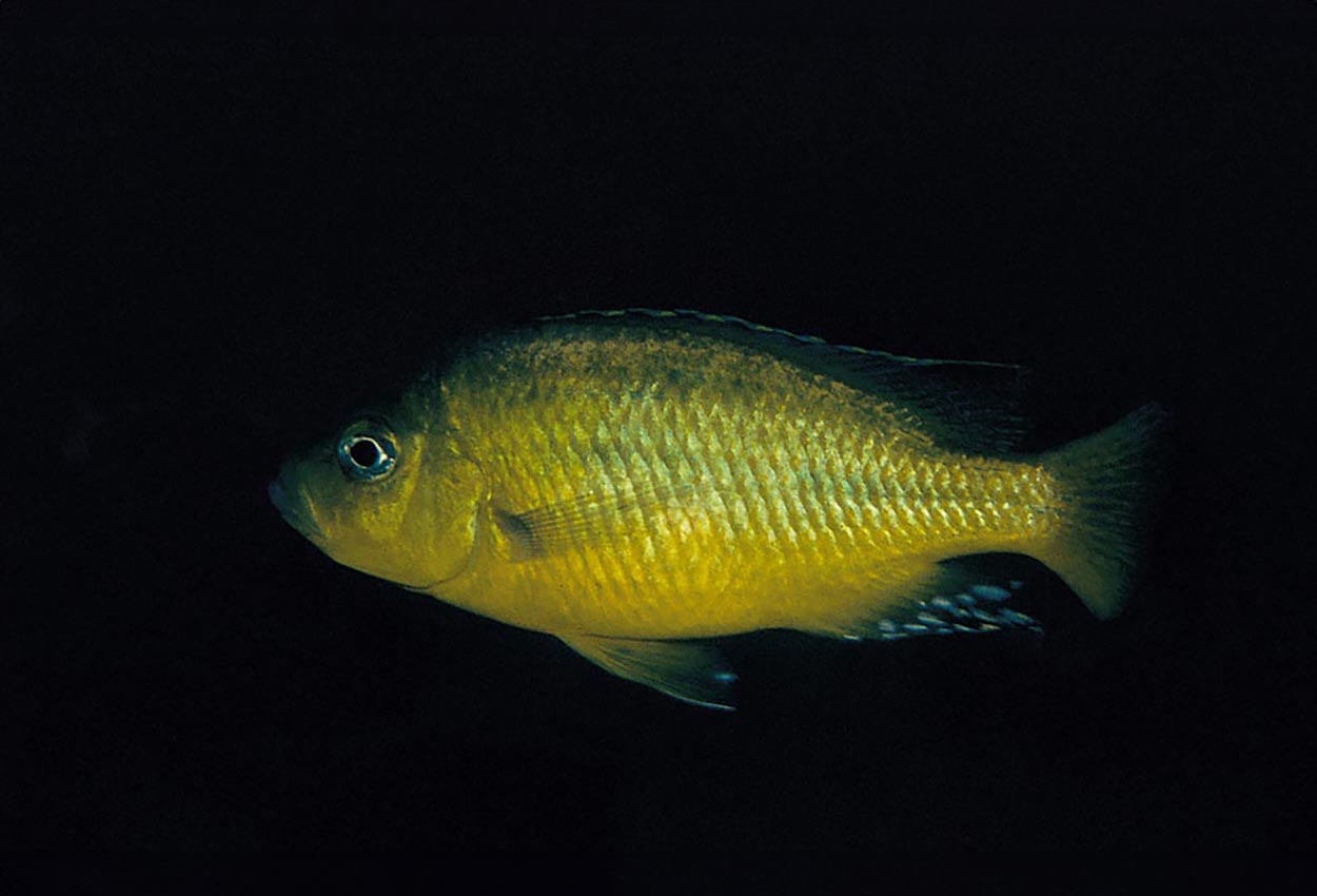 Hemitaeniochromis sp. 'urotaenia yellow', Mdoka