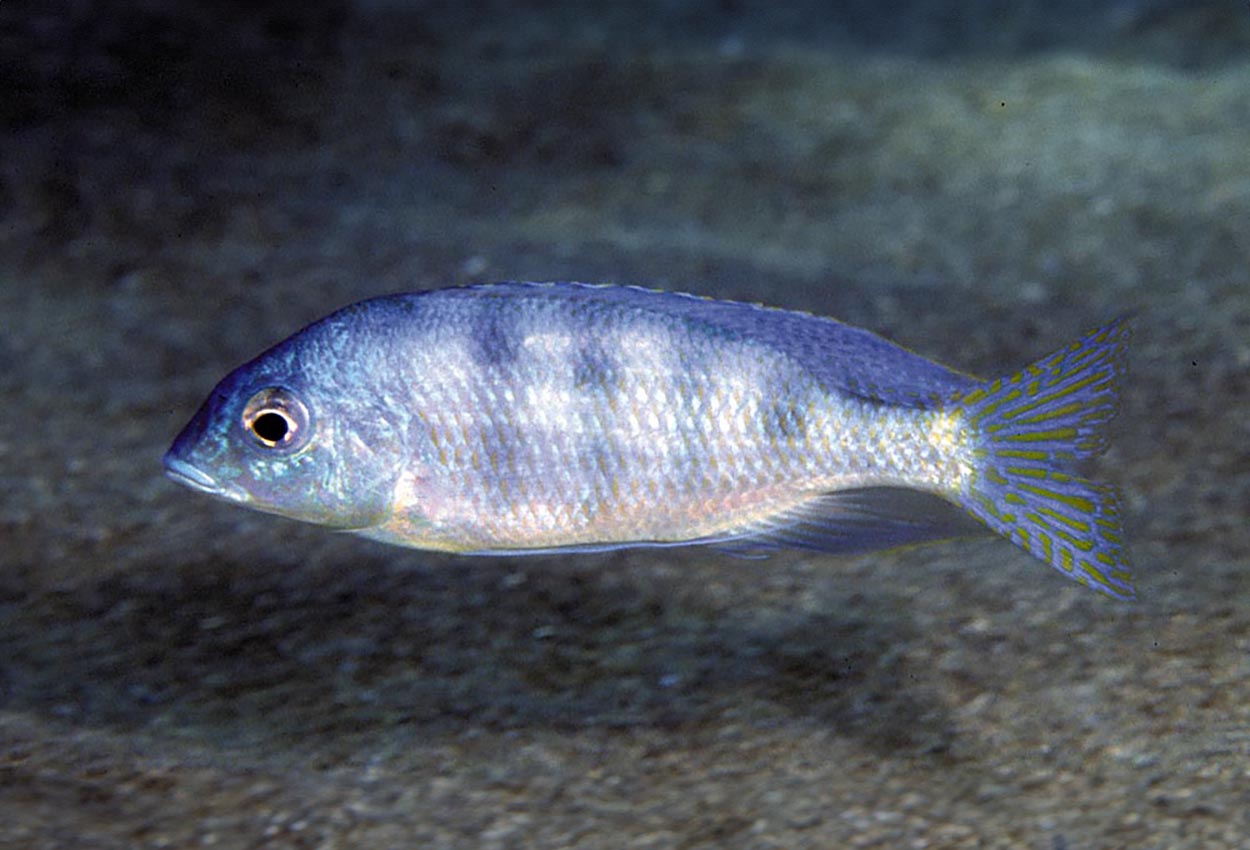 Mylochromis ericotaenia, Magunga