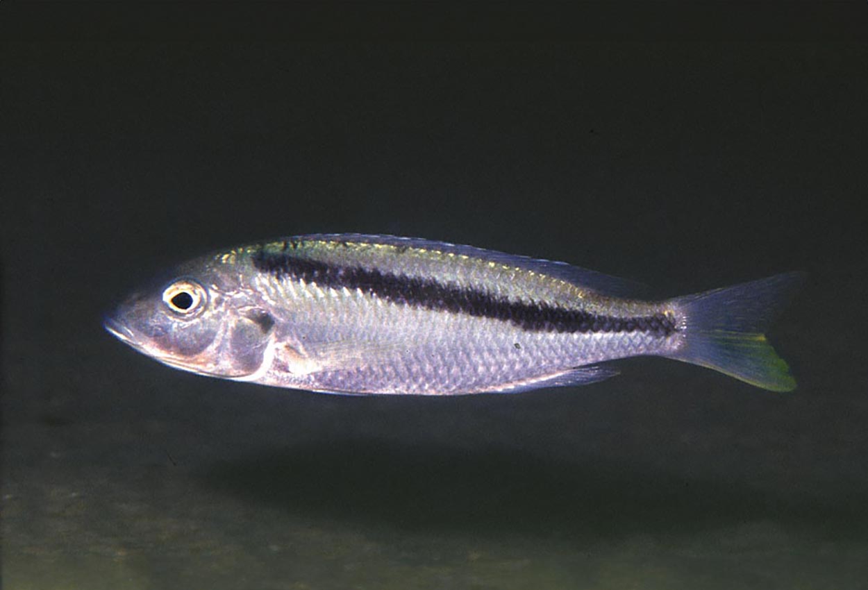 Mylochromis sp. 'kande', Kande