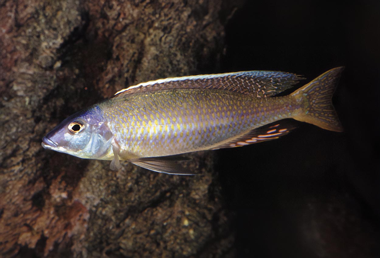 Otopharynx sp. 'silver torpedo'