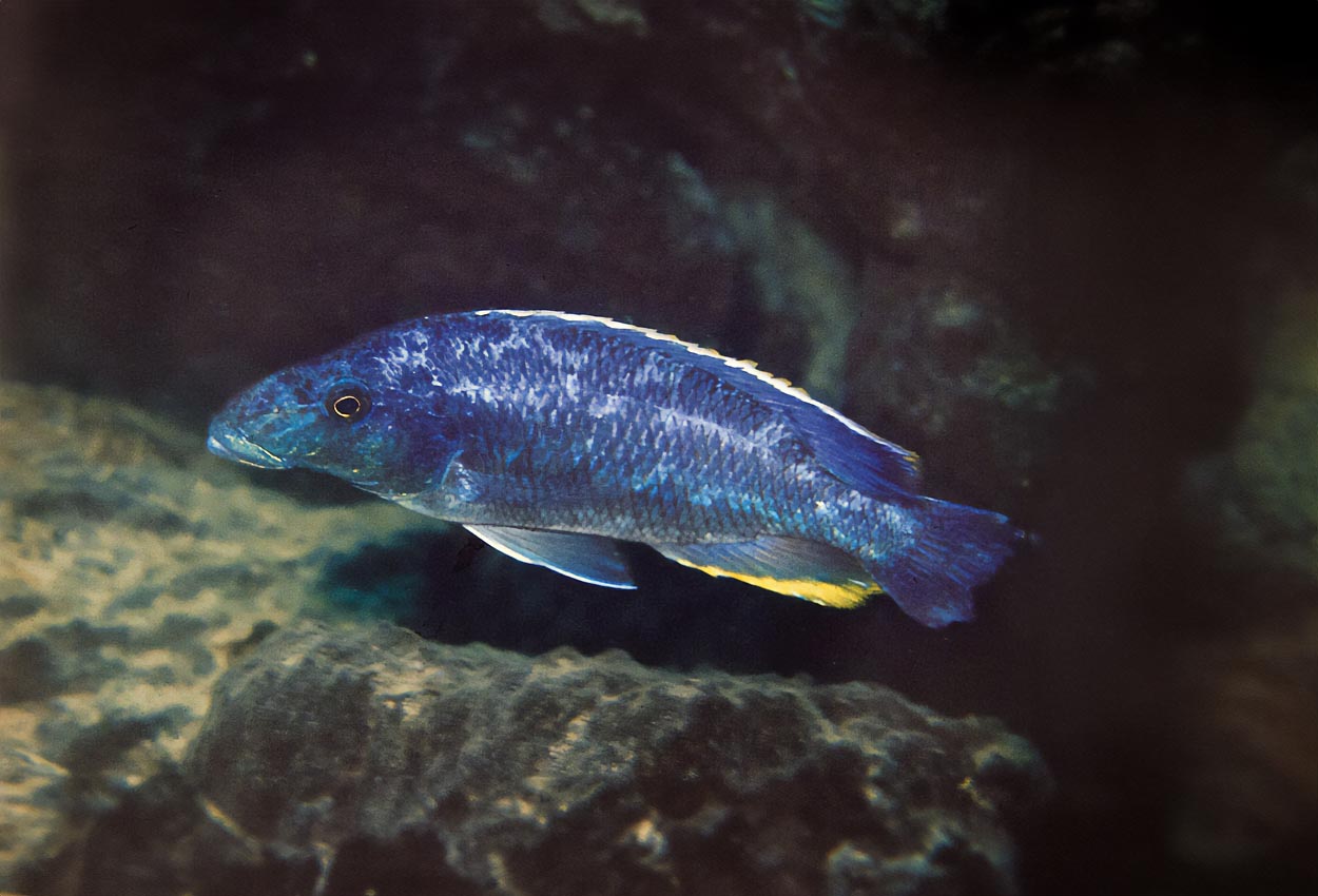 Nimbochromis linni, Chizumulu