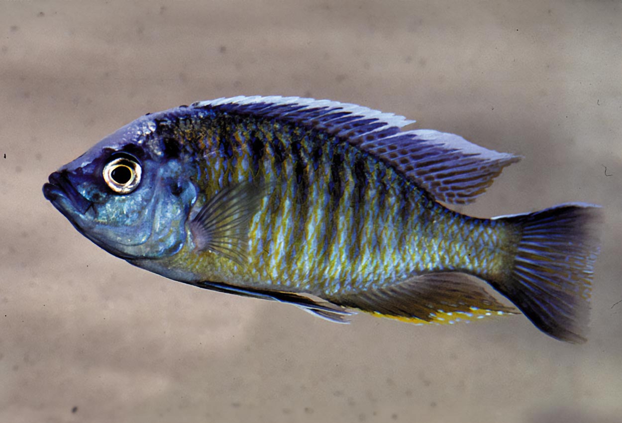 Nyassachromis boadzulu, Crocodile Rock