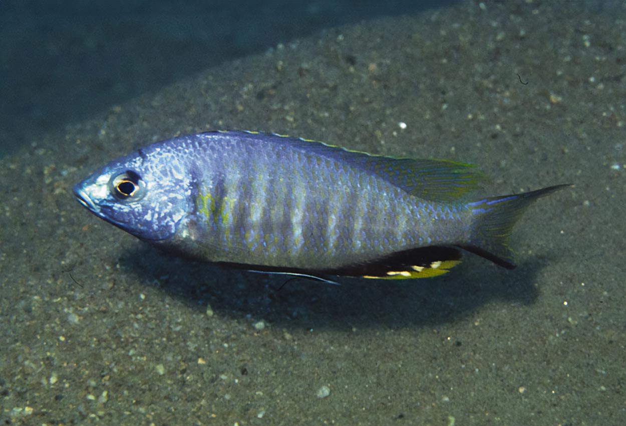 Nyassachromis microcephalus, Selewa