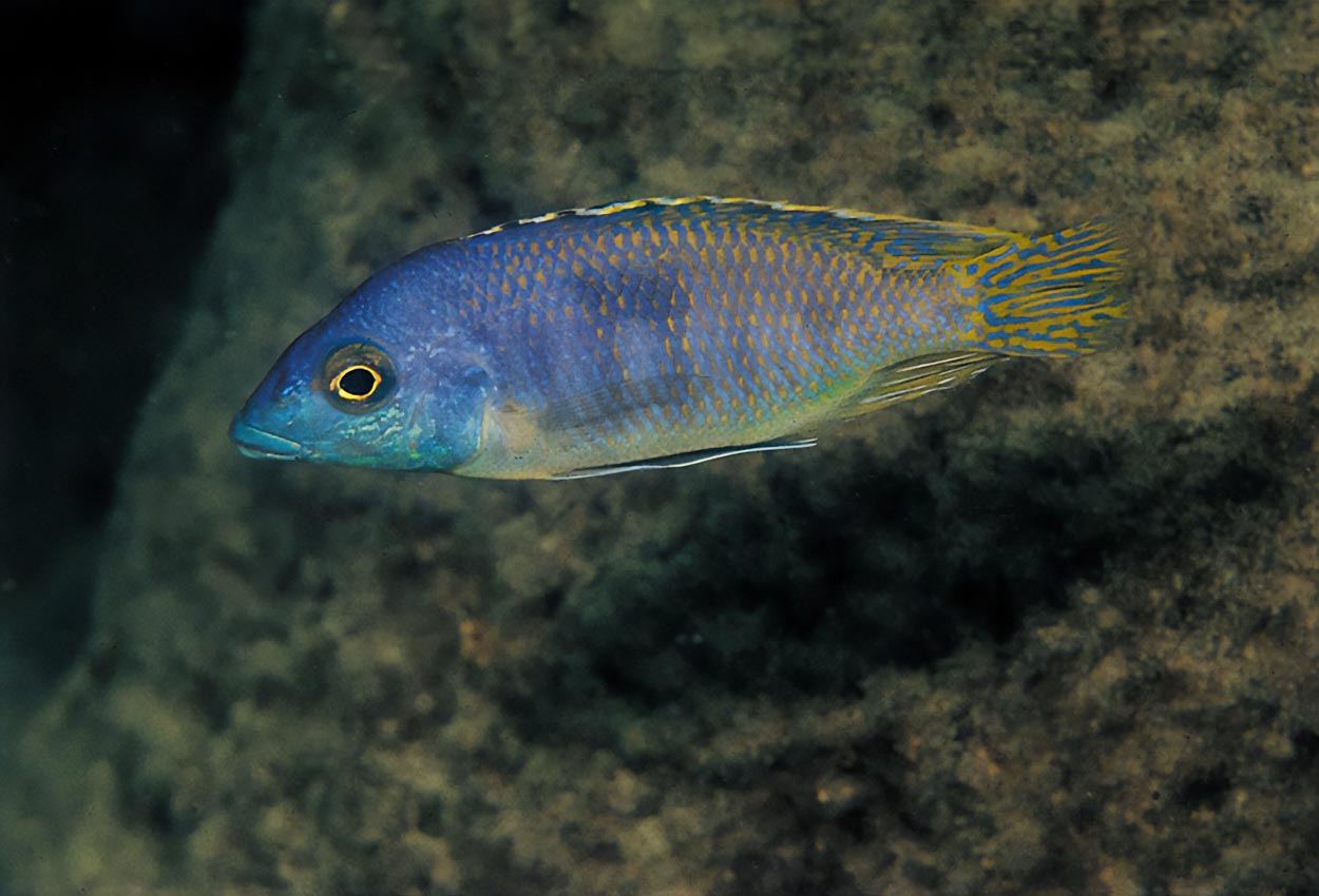 Otopharynx sp. "heterodon longnose", Lundo