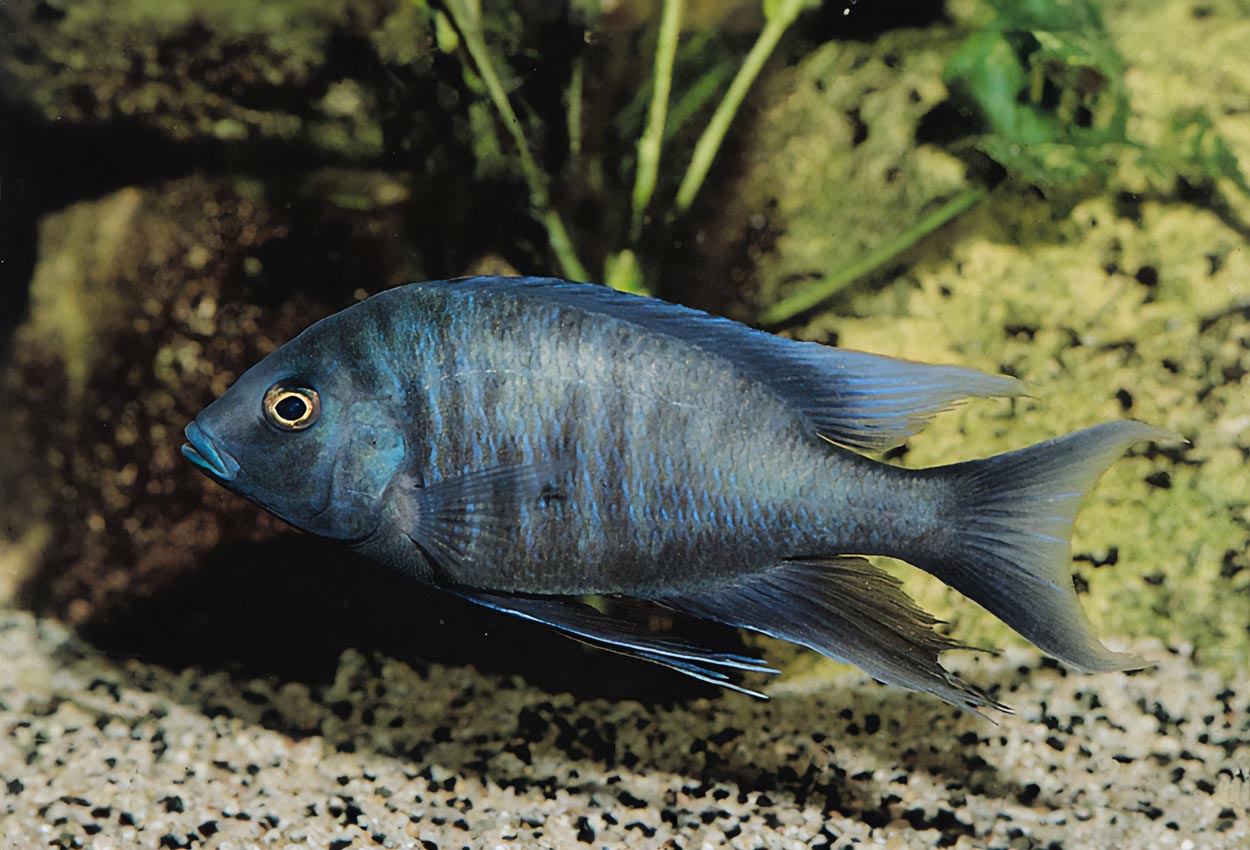 Otopharynx selenurus