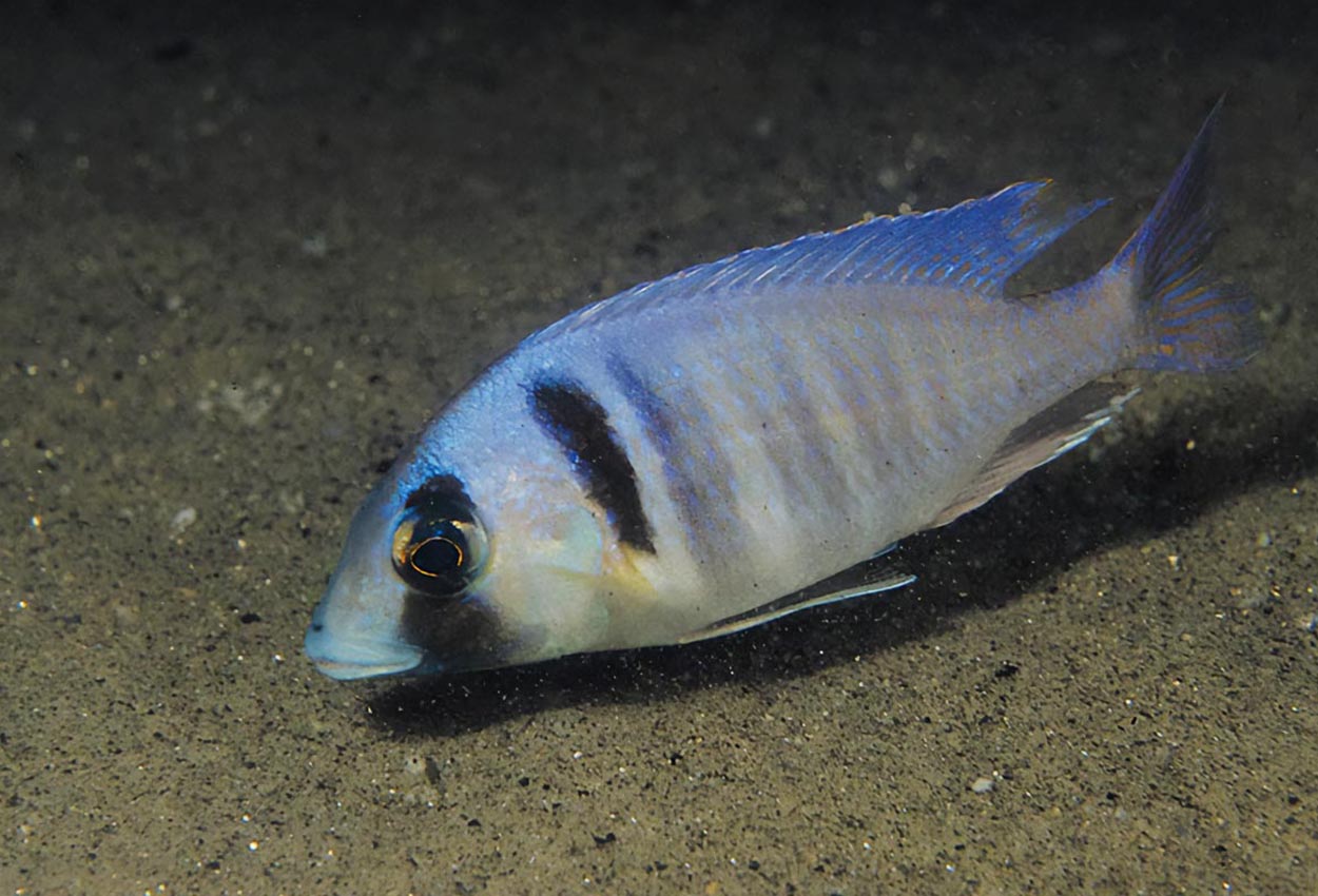 Placidochromis electra, Londo