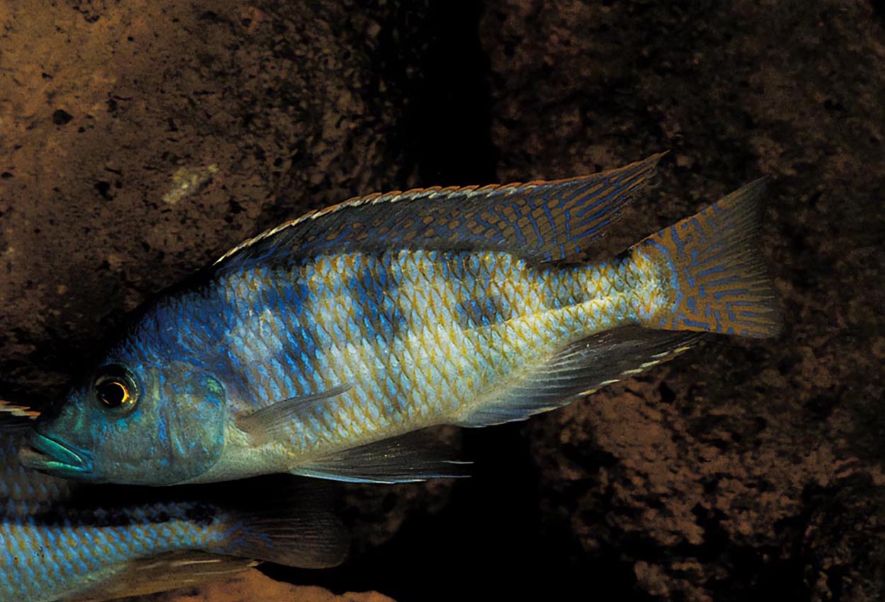 Placidochromis johnstoni