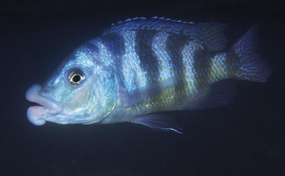 Placidochromis milomo, Nkhomo Reef
