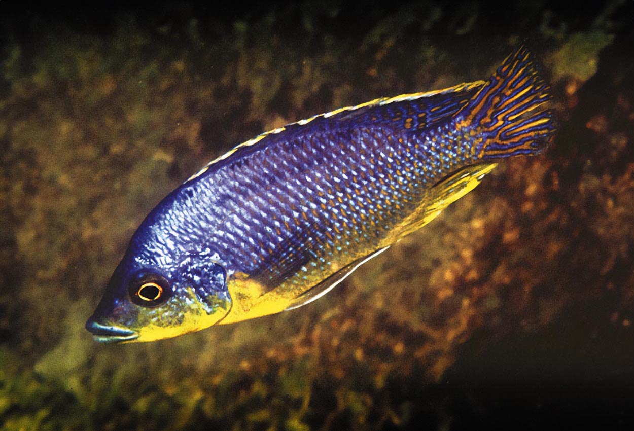 Protomelas, sp. "hertae", Maleri