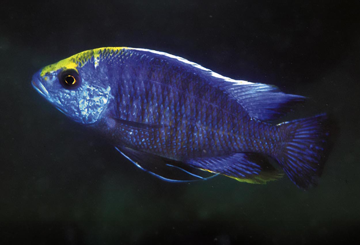 Protomelas spilonotus, Mara Rocks