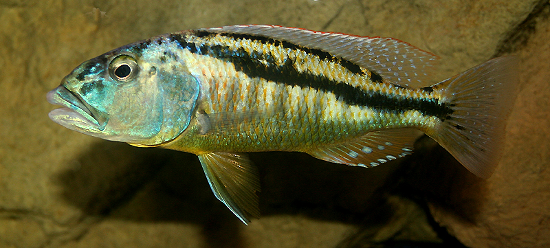 Aristochromis christyi