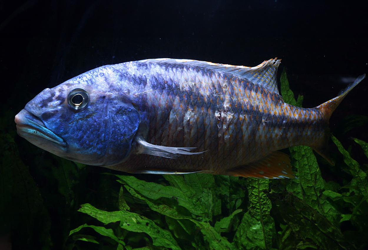 Aristochromis christyi