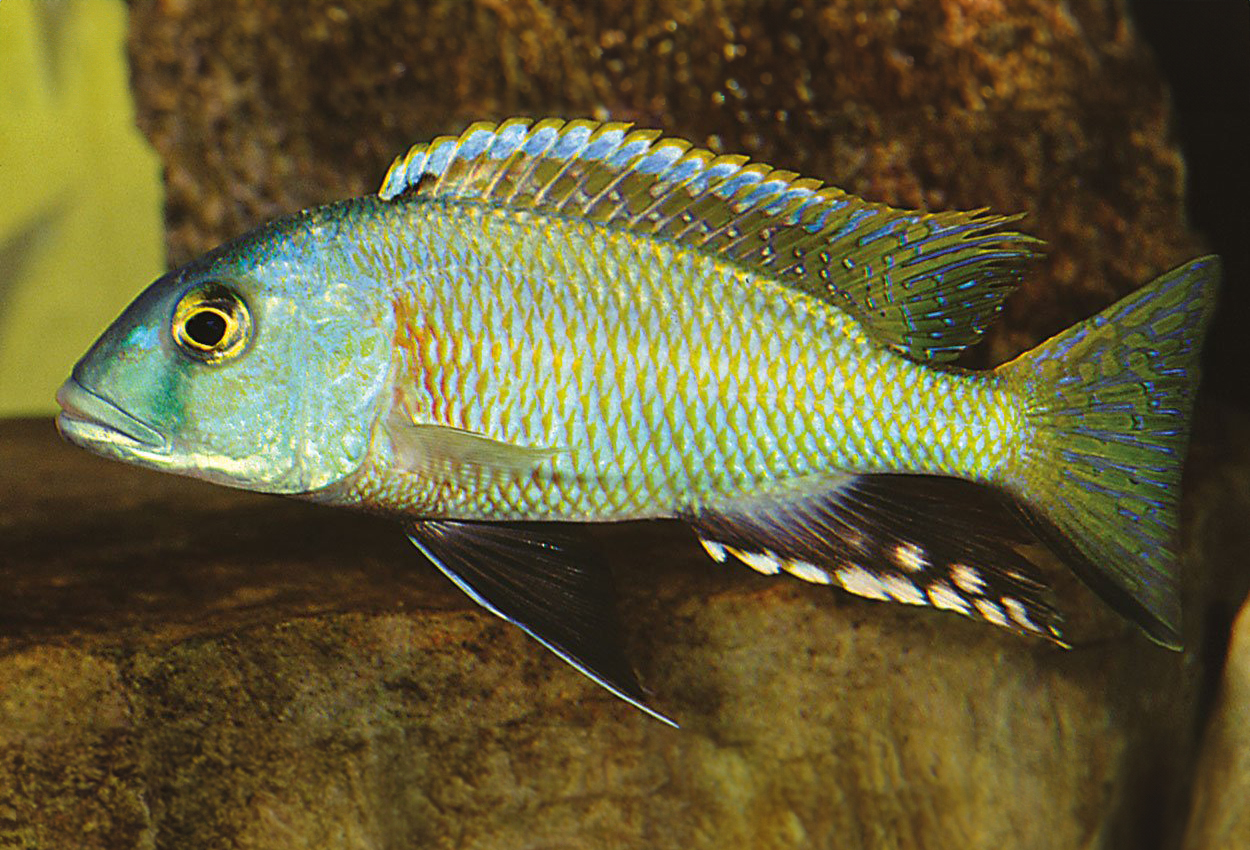 Buccochromis nototaenia 